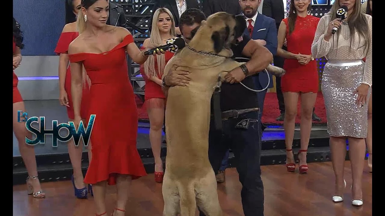 Konan el domador de perros | Es Show