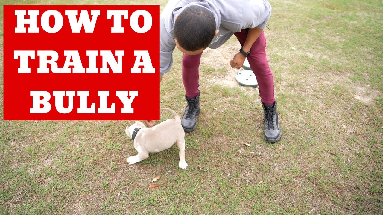 Как дрессировать щенка-хулигана