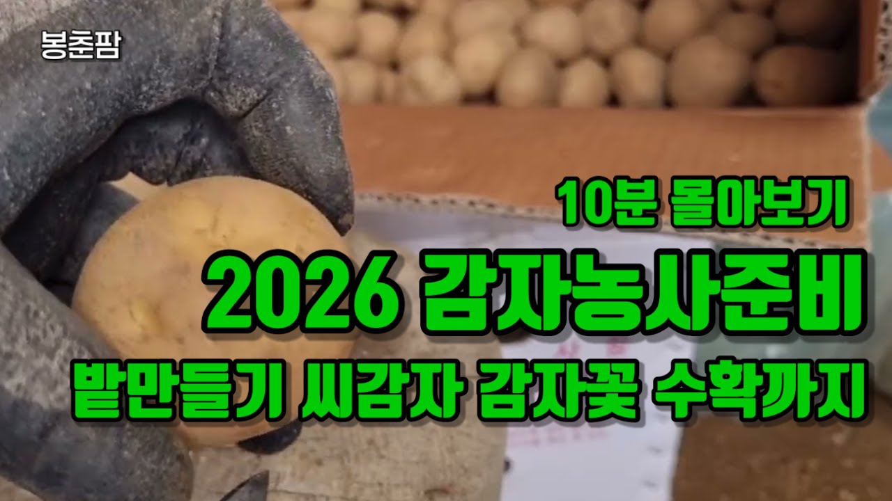 [몰아보기]2026 감자농사 준비! 밭고르기, 씨감자 만들기, 파종, 감자꽃, 수확까지 10분