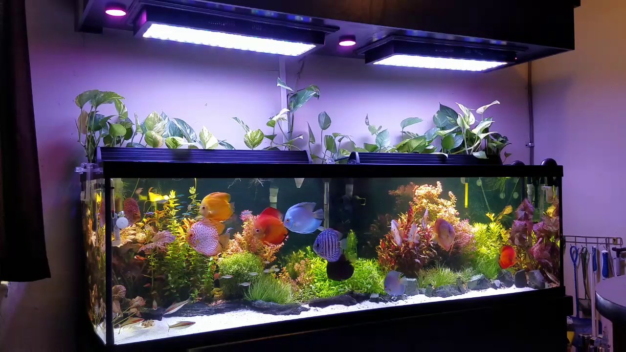 Mi acuario plantado sin algas el secreto de mi rutina de abonado