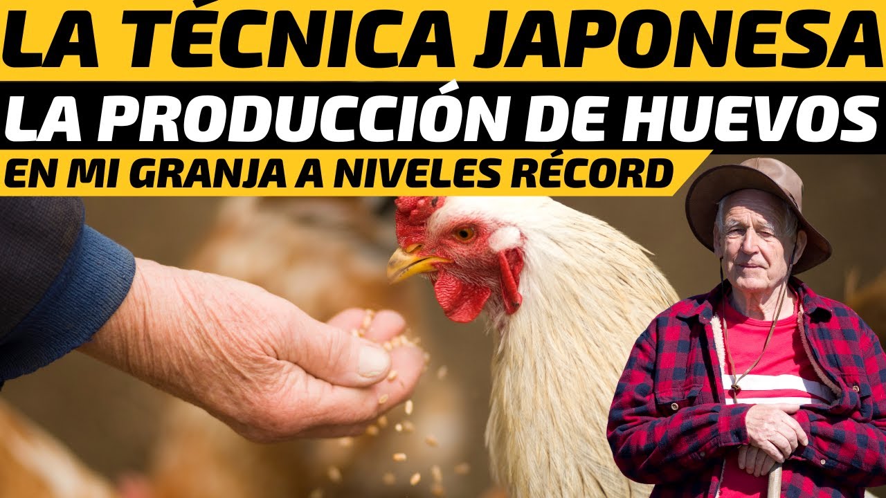 La técnica japonesa que aumentó la producción de huevos en mi granja a niveles récord
