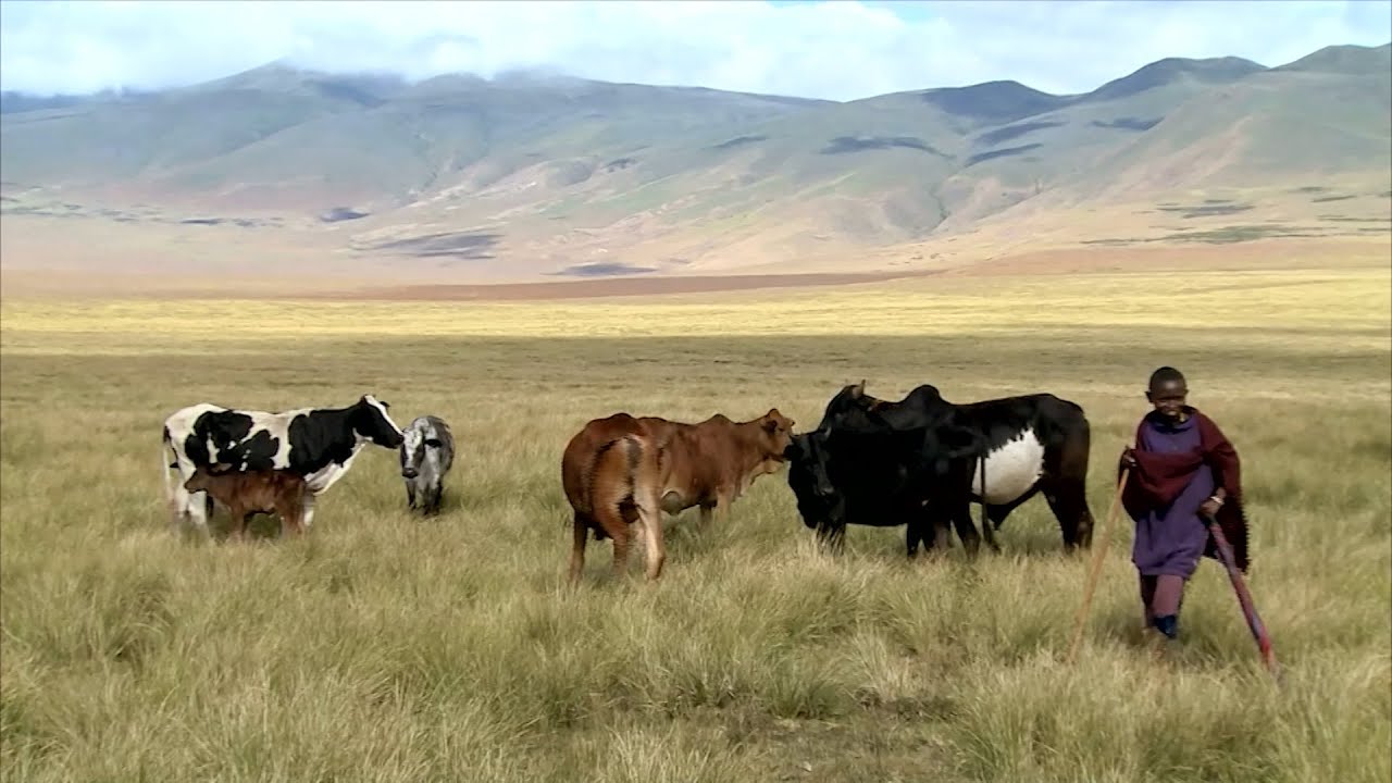 Los masai concilian la vida ancestral con la &uacute;ltima tecnolog&iacute;a
