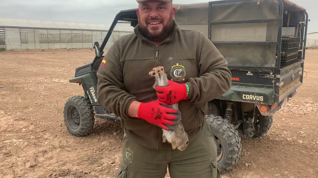 Mirar Camperos lo que hacen los conejos con los plásticos de los invernaderos 👍😘❤️