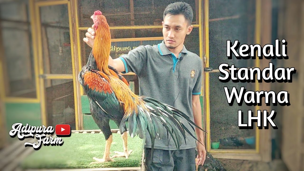 Standar Warna Ayam LHK - Untuk Kontes