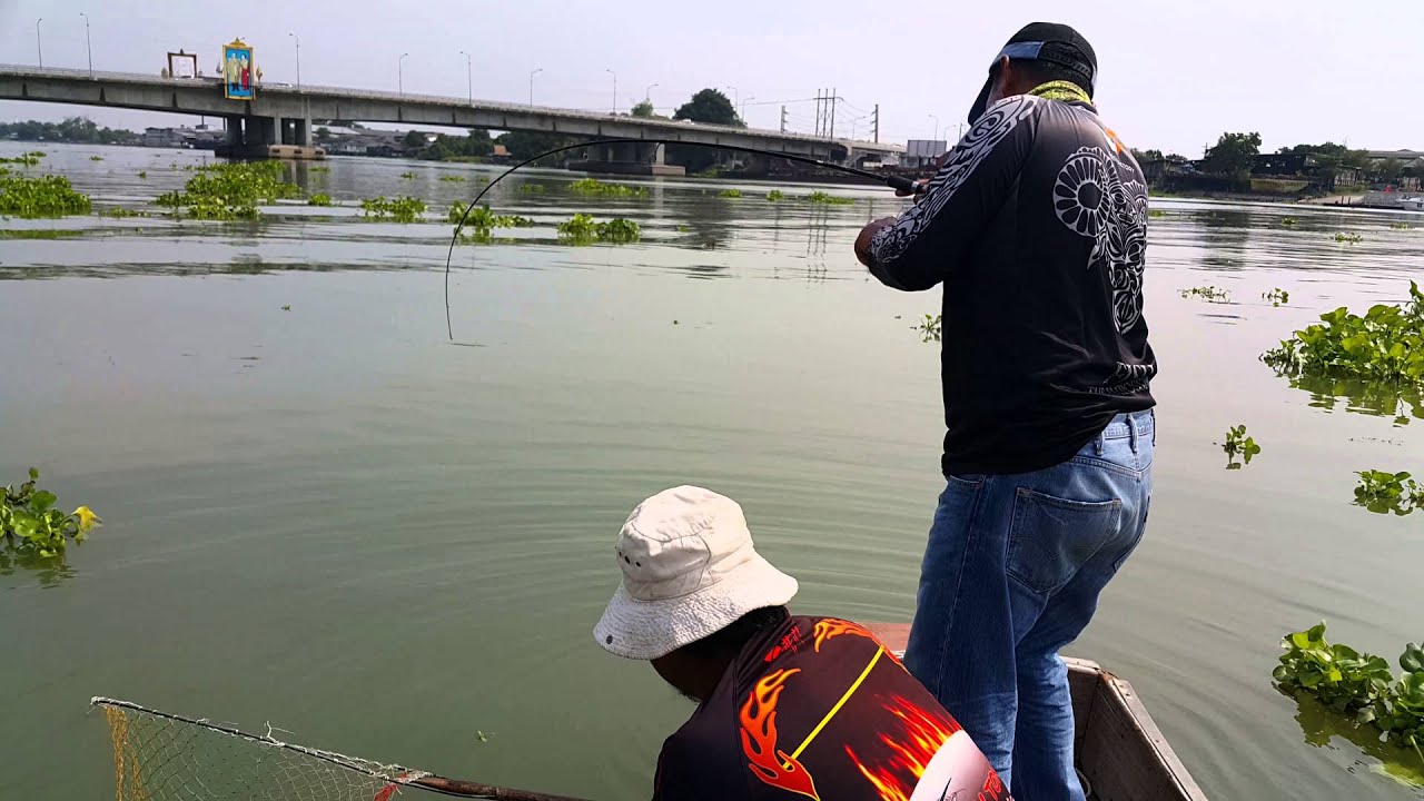 Mr. Jira With Black ear catfish