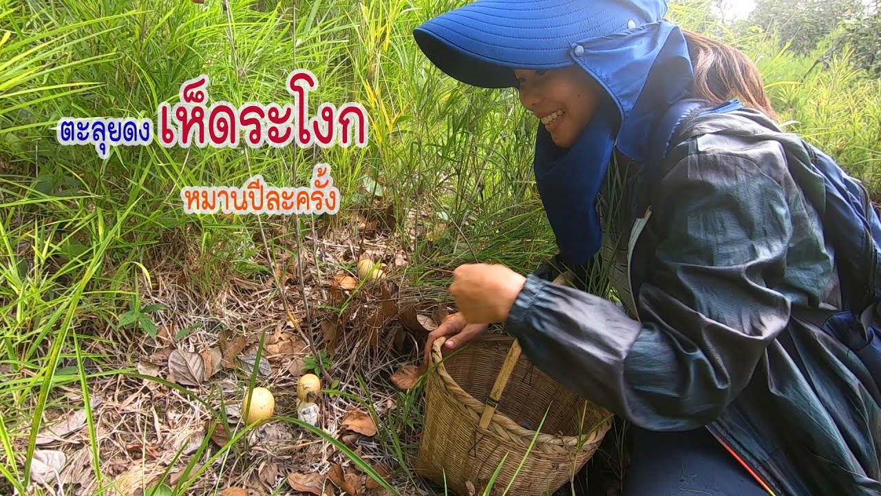 ขึ้นภูตะลุยดงเห็ดระโงกไม่เต็มกะต่าไม่กลับ