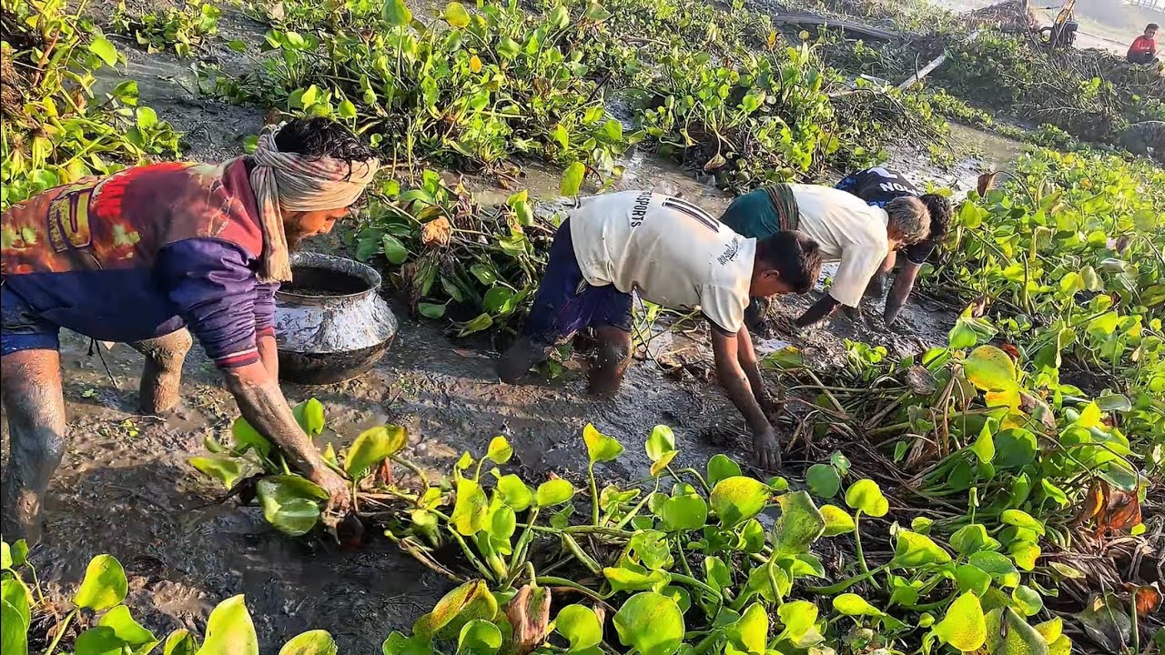 এমন সুন্দর মাছ ধরা যত দেখি ততই ভালো লাগে। গ্রামের বিলে মাছ ধরার সুন্দর ভিডিও.village fishing videos.
