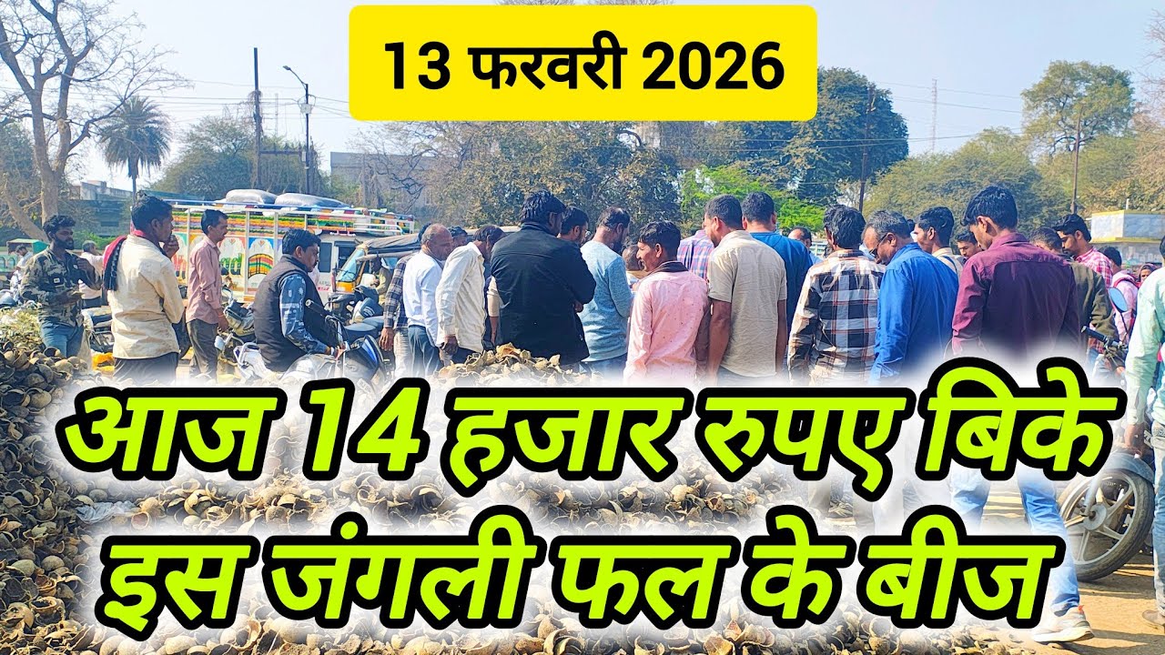 सभी औषधियों के भाव में लगातार उतार-चढ़ाव 🤯🤯 ।। Ashish Dhakad ।। औषधि मंडी नीमच 