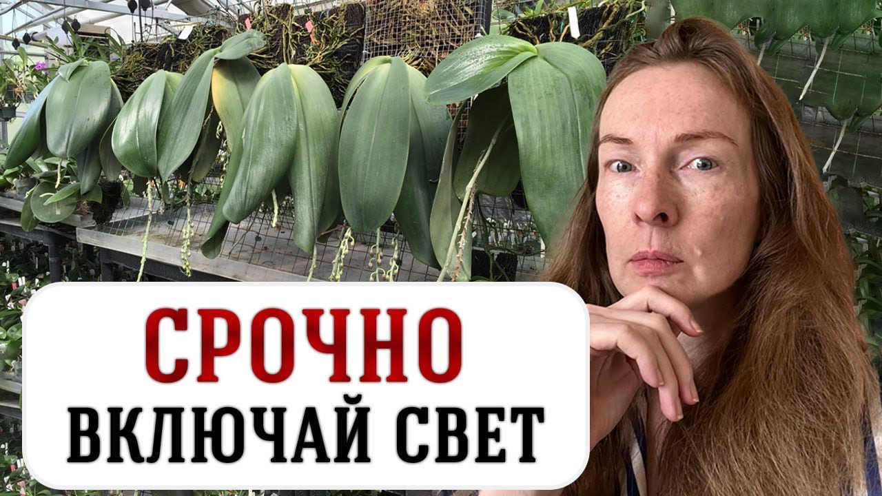 Лампы для орхидей - какие лучше?