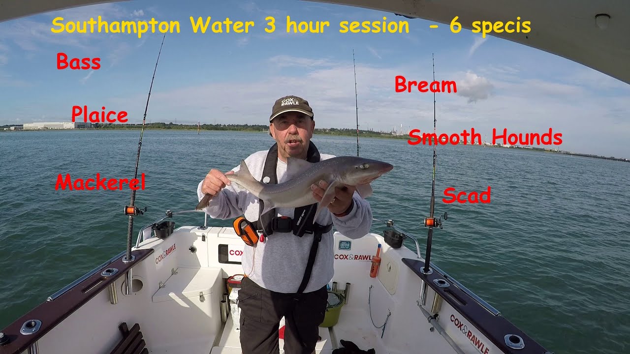Six Species in three hour ~ Southampton Water