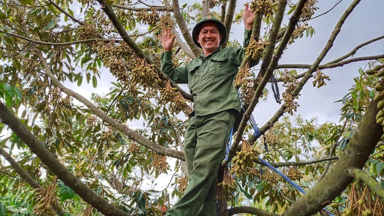 Tỉa bông cho sầu riêng lần cuối 