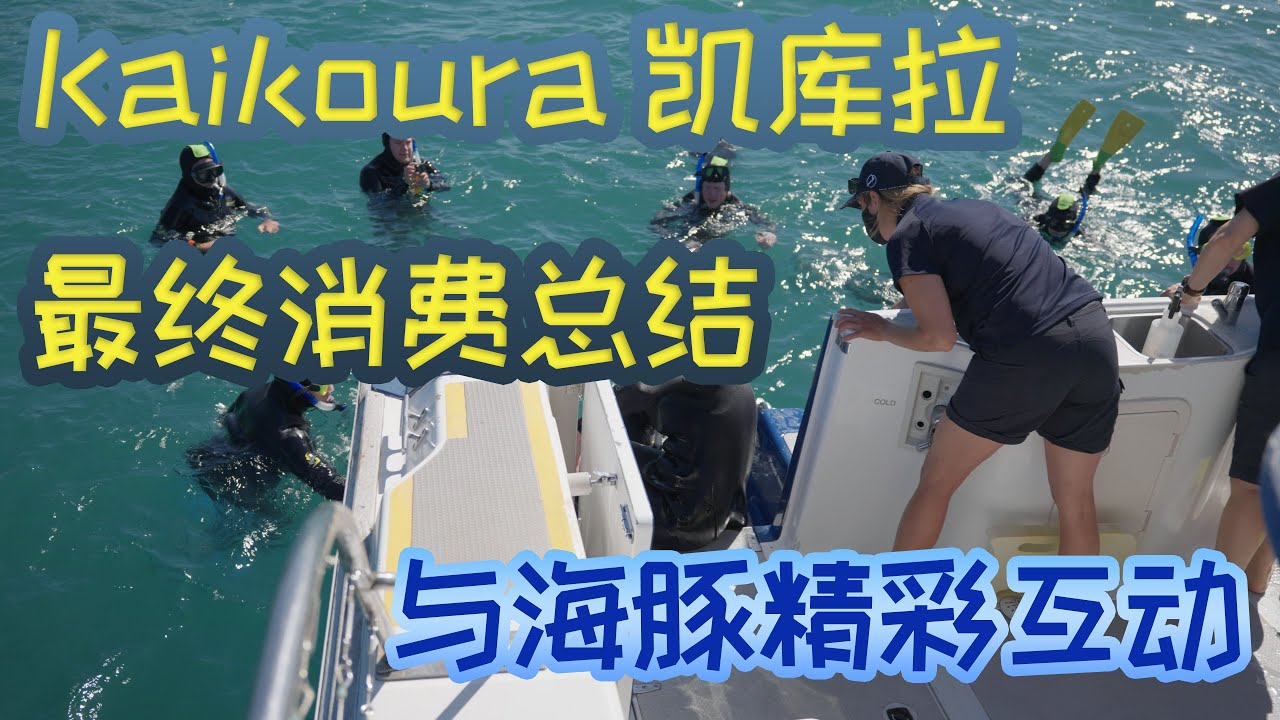 南岛 Kaikoura 凯库拉 超详细攻略 | 看鲸鱼 海豚 海豹 吃大龙虾 总结所有花费 Vlog 4