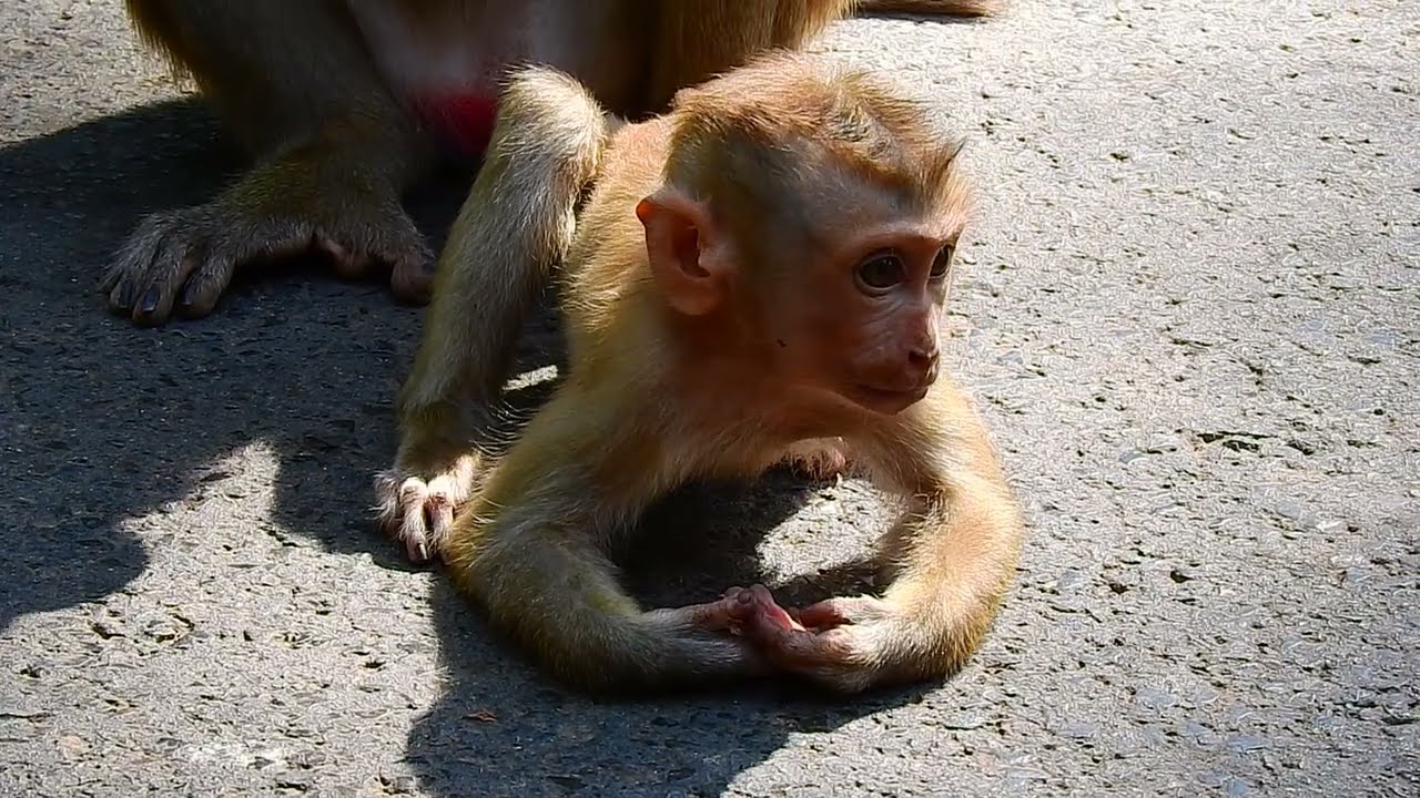 Adorable baby monkey