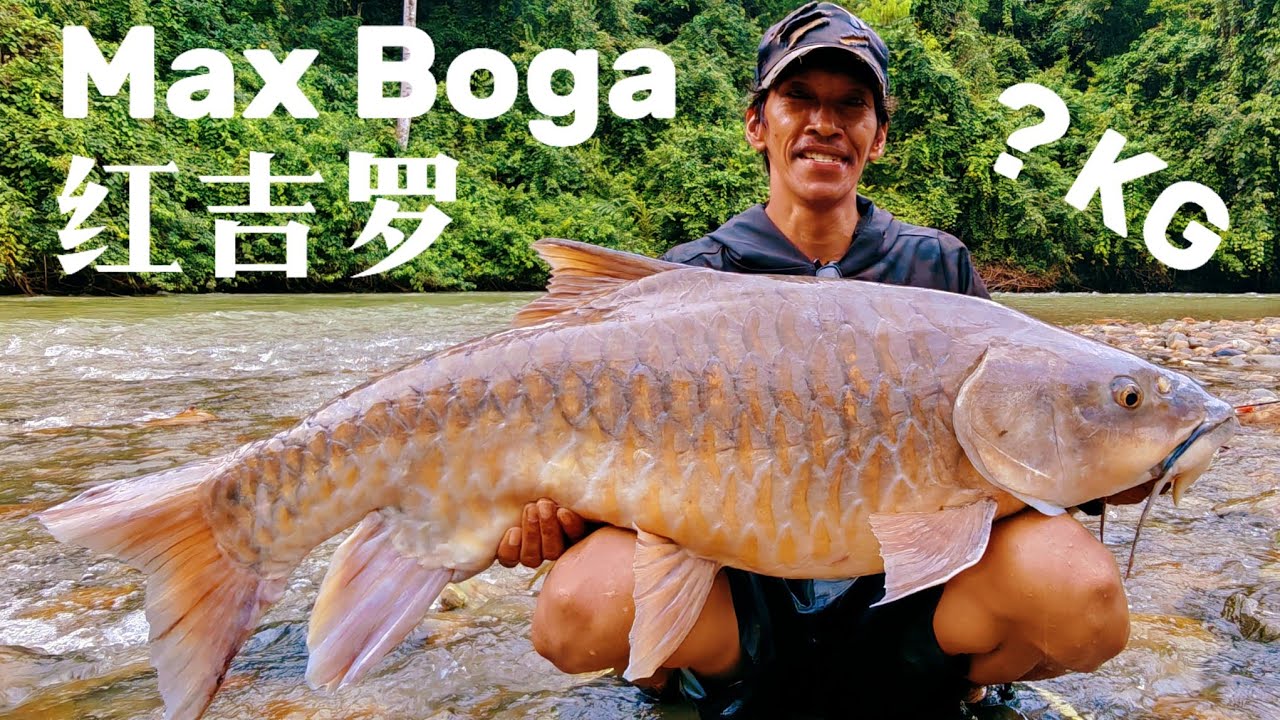 (EP107)大物国度，加里曼丹，忘不了！看你有多大？红吉罗，Empurau, Red Mahseer, Kalimantan Borneo