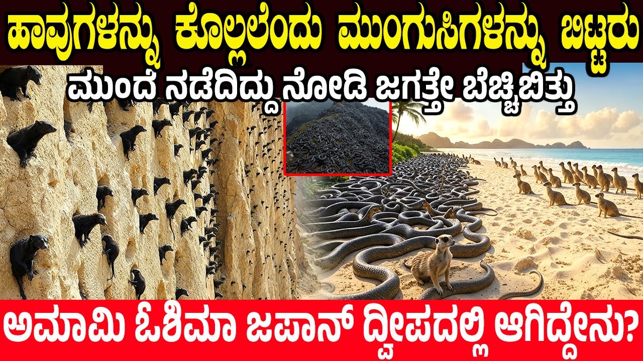 ಹಾವುಗಳನ್ನು ಕೊಲ್ಲಲೆಂದು ಮುಂಗುಸಿಗಳನ್ನು ಬಿಟ್ಟರು ! ಮುಂದೆ ನಡೆದಿದ್ದು ನೋಡಿ ಜಗತ್ತೇ ಬೆಚ್ಚಿಬಿತ್ತು Japan Island