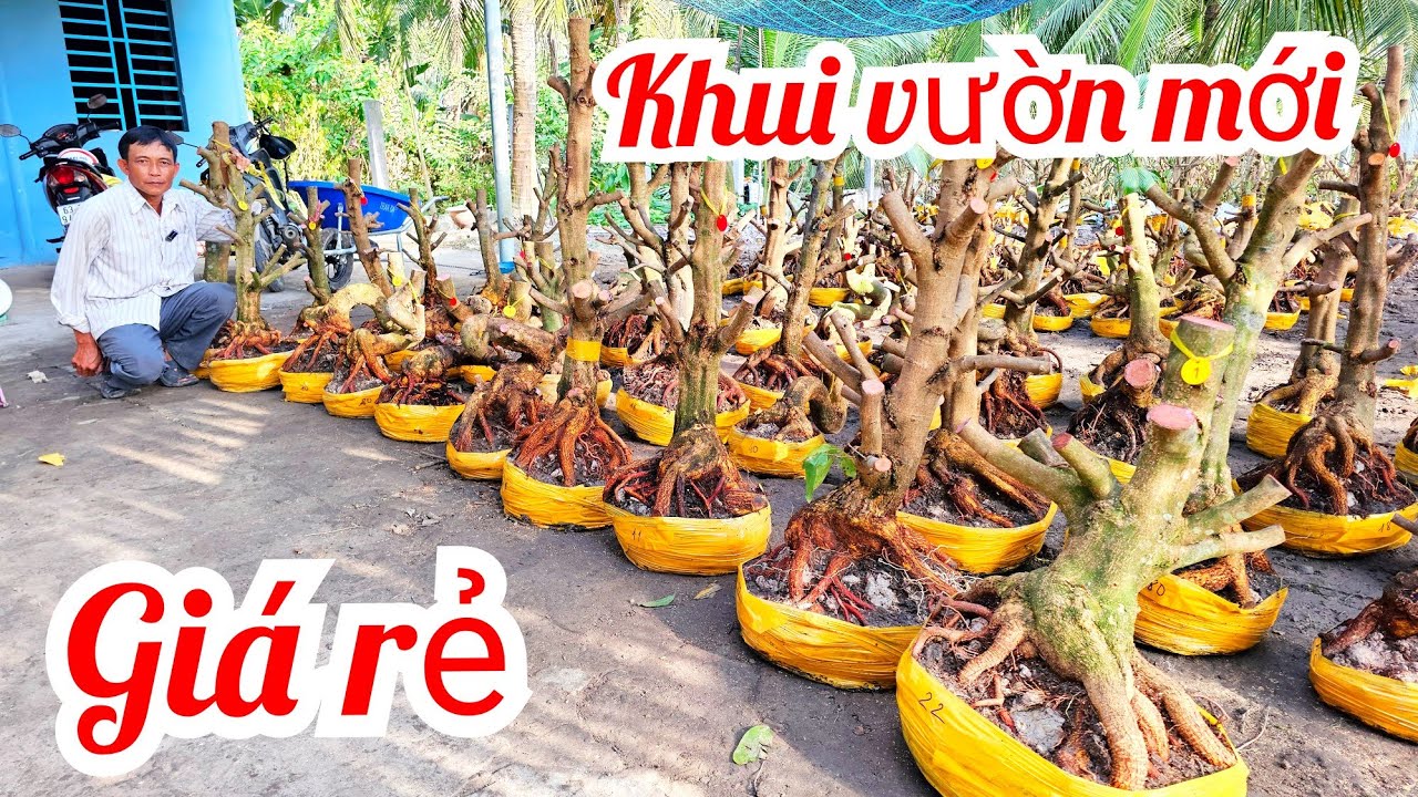 Anh Vũ 📲 0866173290 khui lô mai đế Vip giá rẻ mai Giảo Thủ Đức 2/3 (@MaivàngQuêdừa)