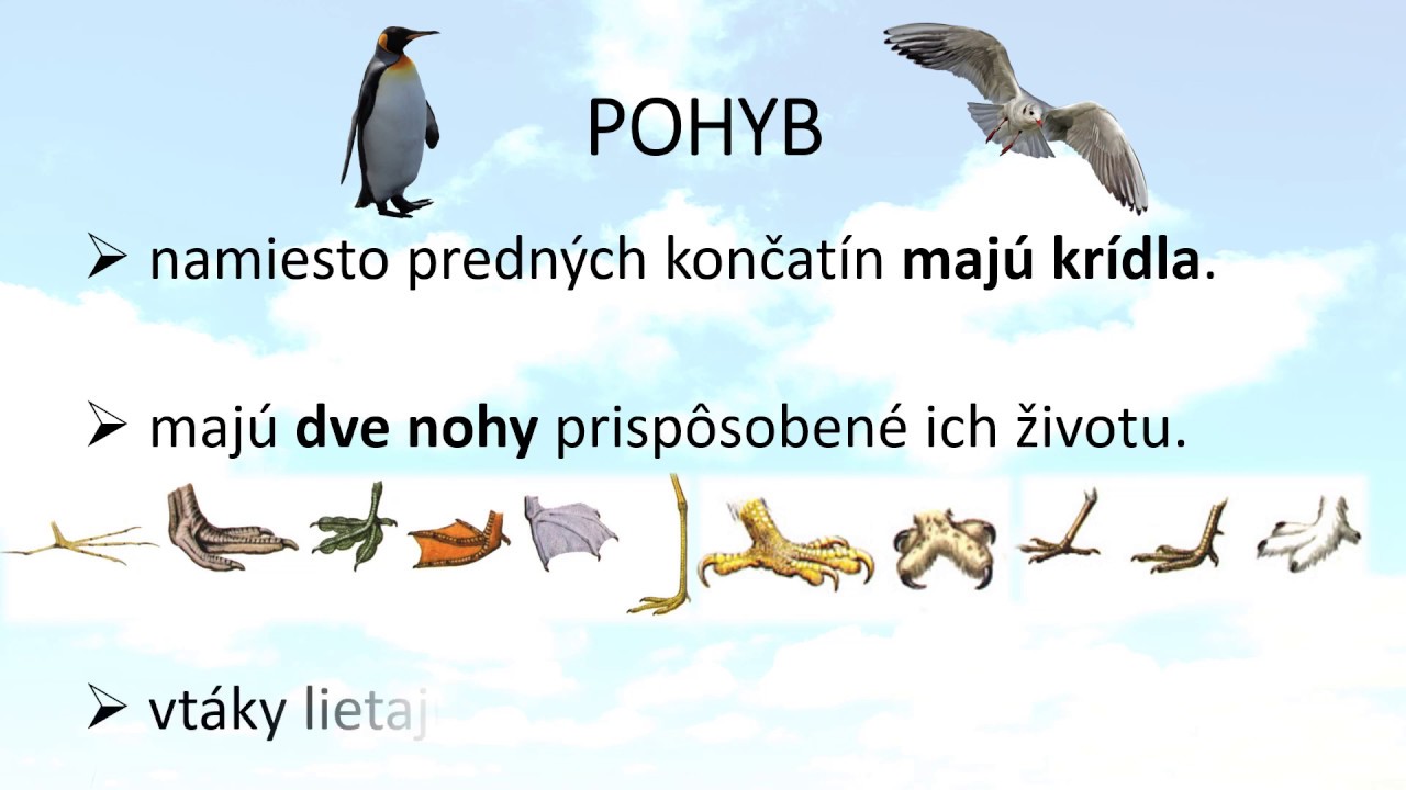 PRÍRODOVEDA pre 3. ročník: Vtáky