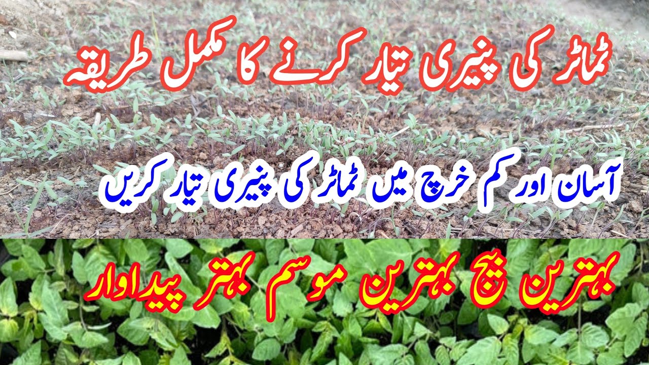 Tomato nursery || Tamatar Ki Kheti || Tomato farming in Pakistan || tamatar ki paneer