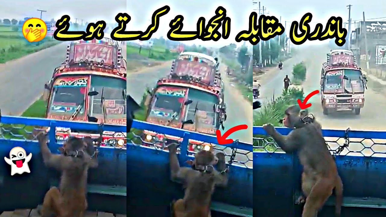 Bandri tym🐒||Dangerous Bus Race On Pakistan Highway🛣️||PK Bus Tuber🇵🇰