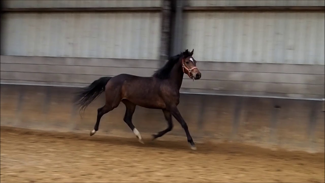 Kalista (Firestone x Lancet x Purioso)