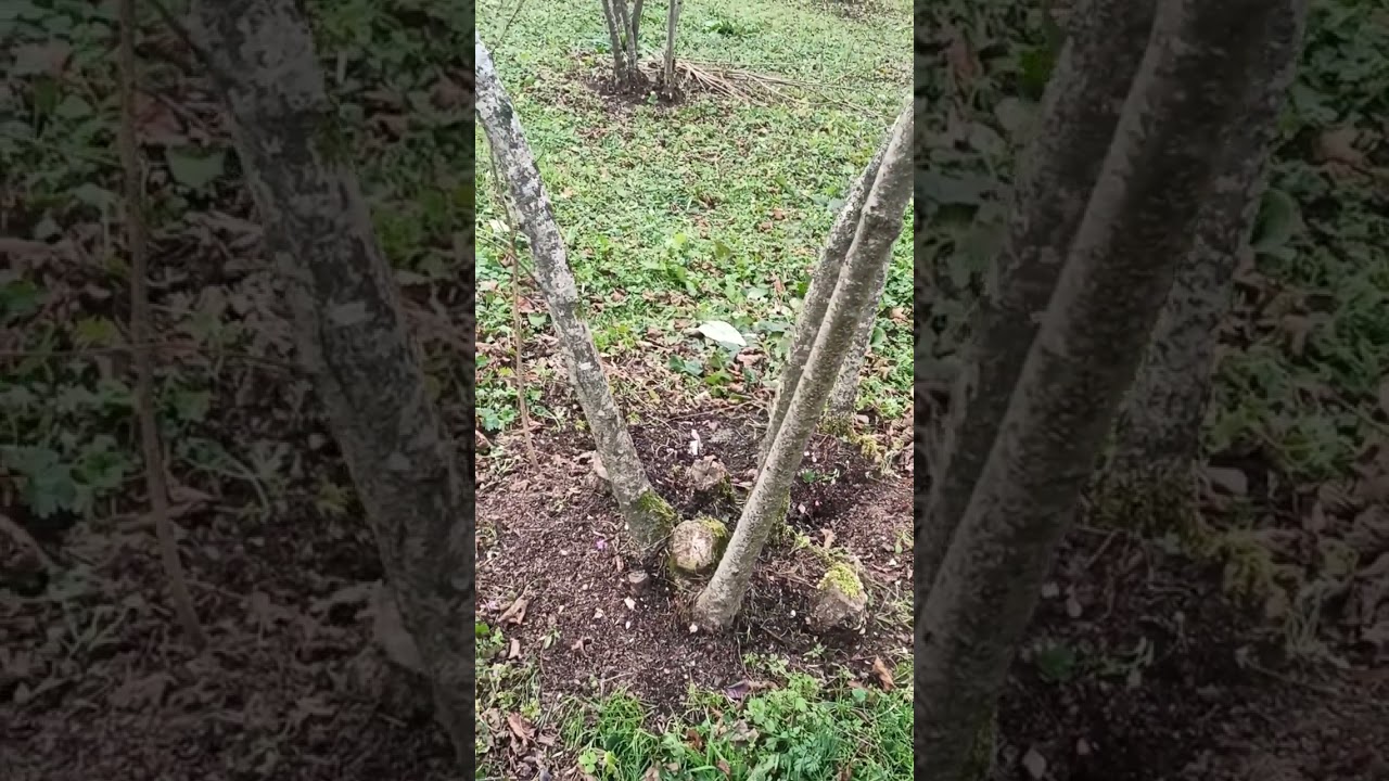 Dip sürgünü nasıl alınmalı