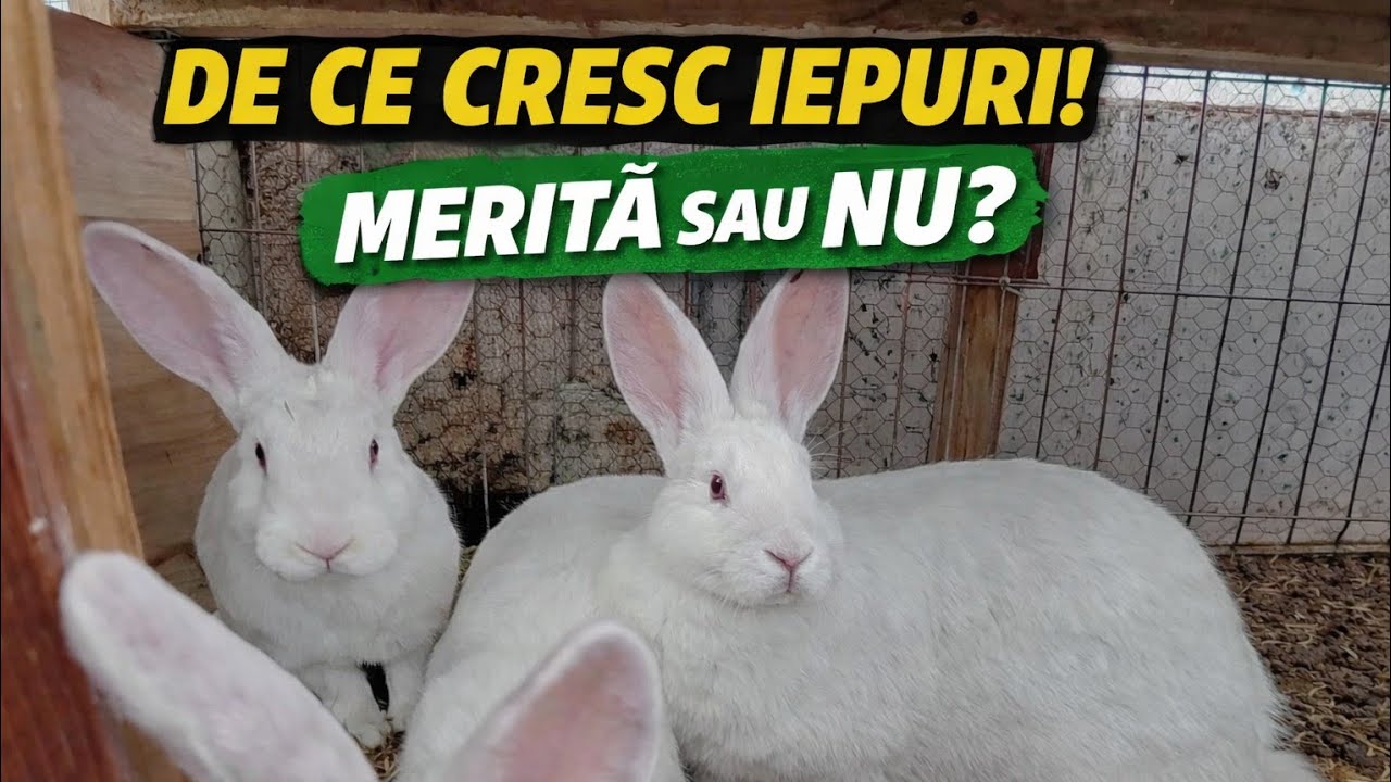 Iepuri pentru carne – adevărul după 3 luni de creștere