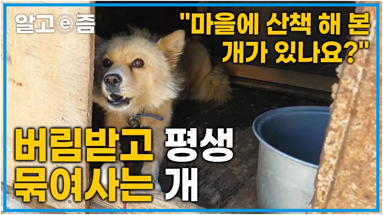 '산책 한번 못해보고 평생을 1미터 내에서...' 평생 묶여살아온 개들과 개를 제대로 사랑해 주는 법을 몰랐던 시골 어르신들│세상에 나쁜 개는 없다│알고e즘