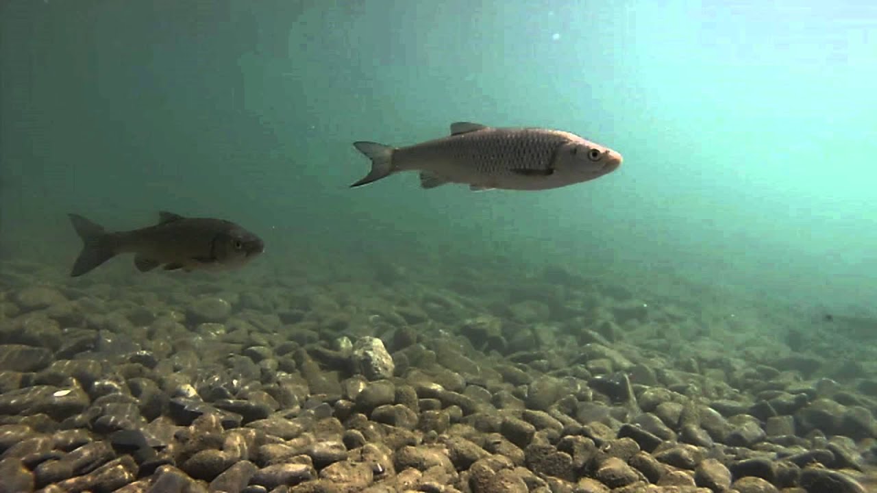 Trebbia   Fauna Ittica
