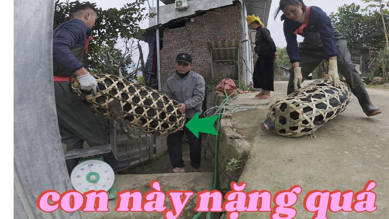 bắt lợn chuẩn bị cho tết