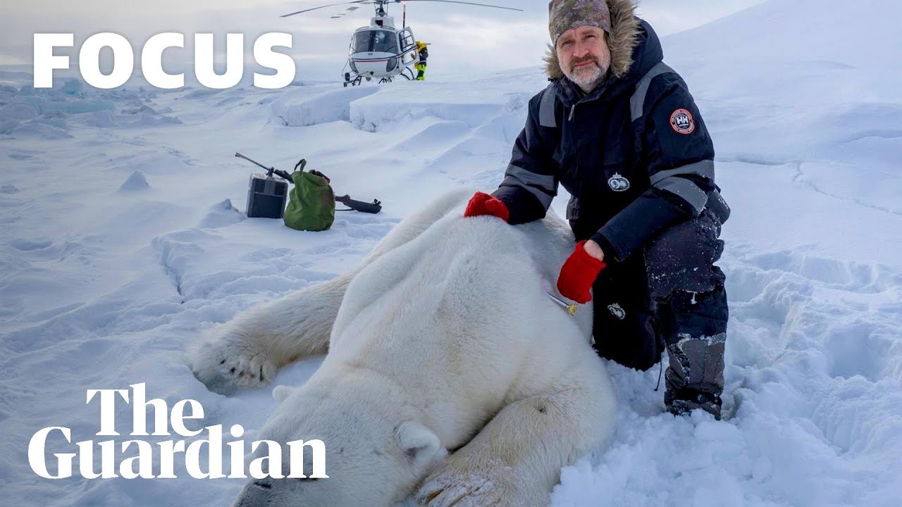 How to capture a polar bear | Focus