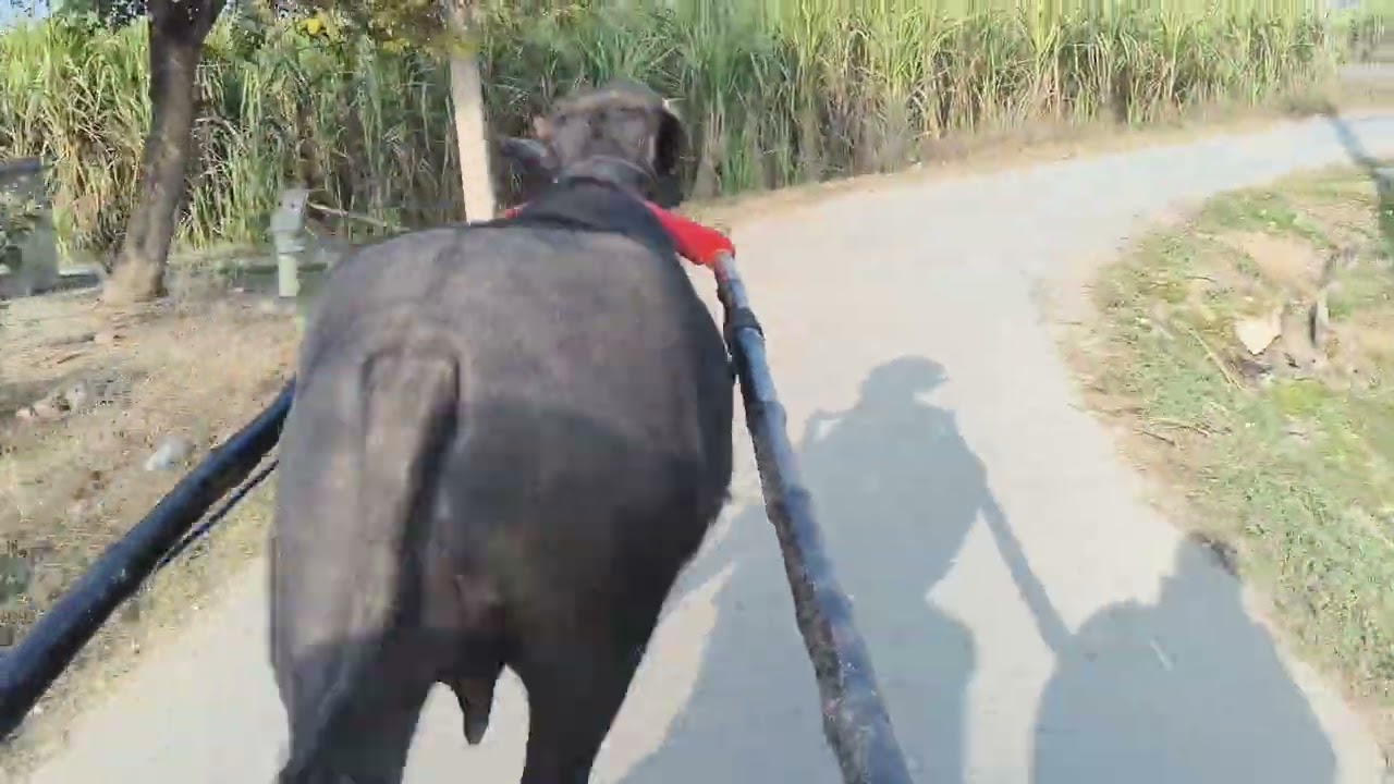 😱😱##viral_reel_short##apna##share##ki##video 