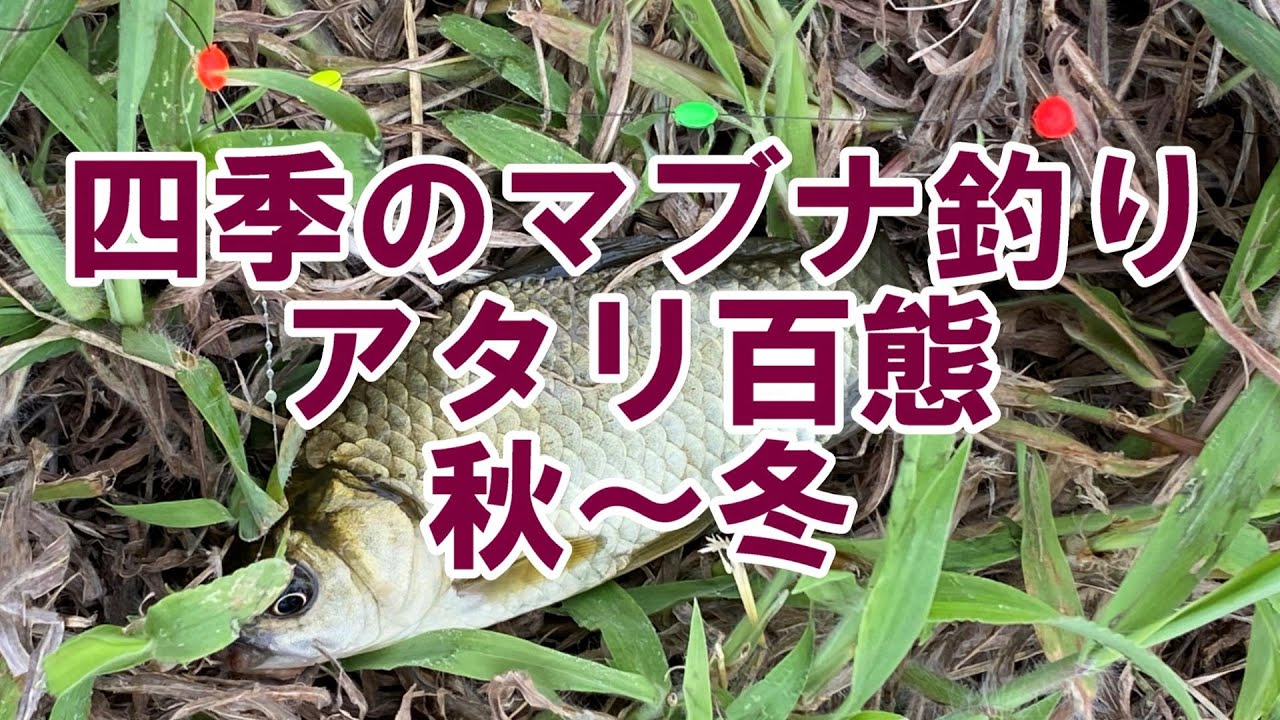 四季のマブナ釣り　アタリ百態（秋～冬）
