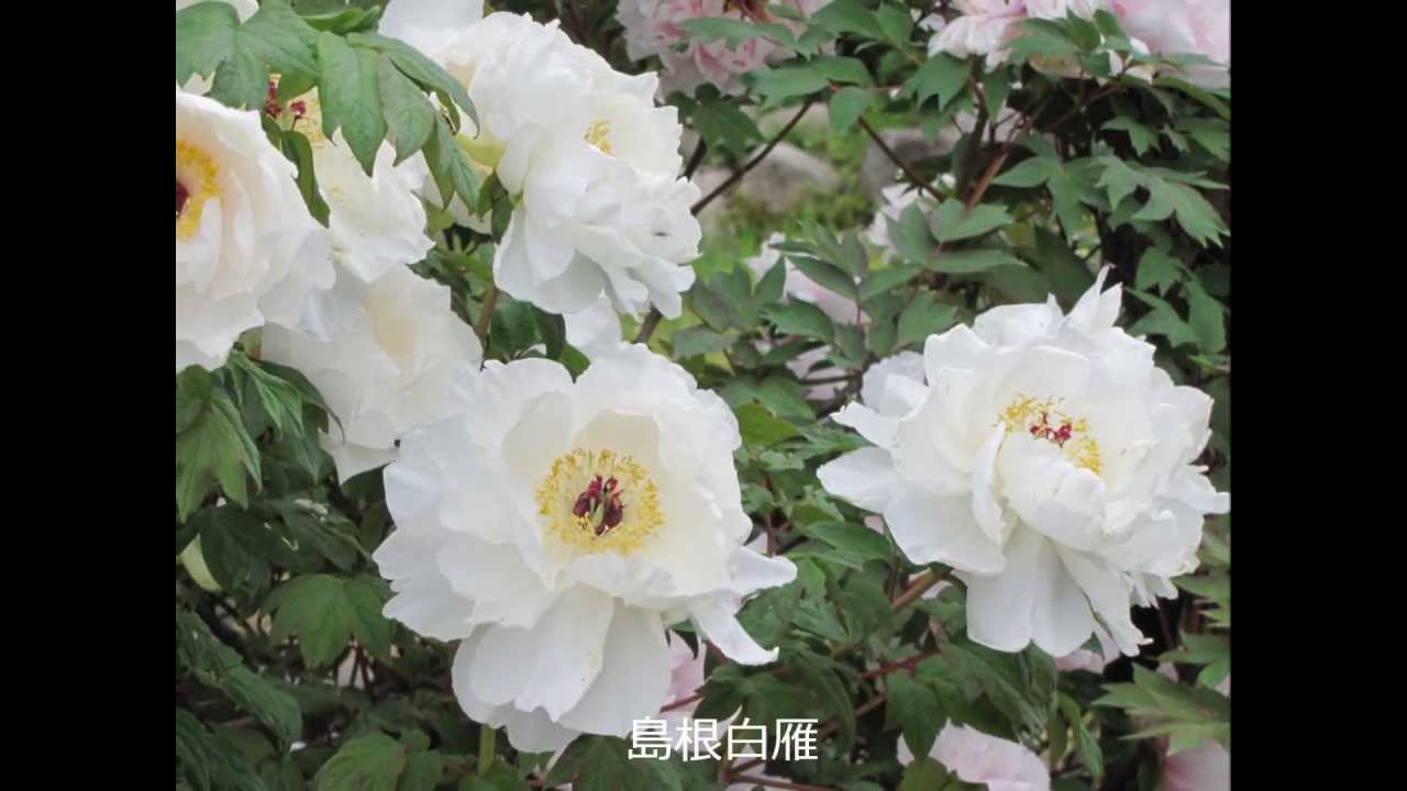 ぼたん百種展示園　新潟五泉市東公園　牡丹図鑑