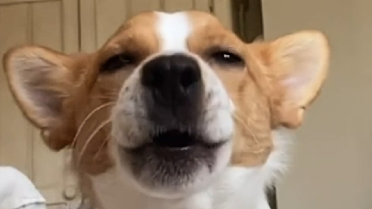 Dog doesn't bark or howl, he harks