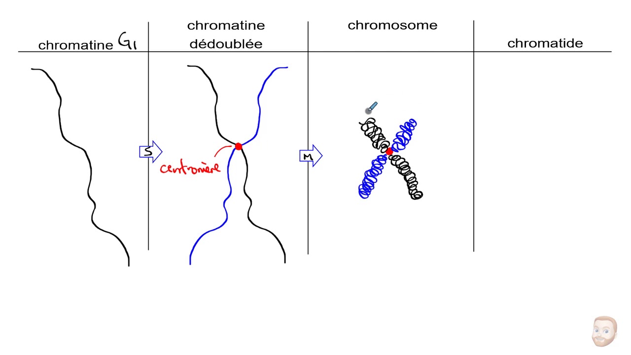 Les chromosomes et la ploïdie (n et 2n)