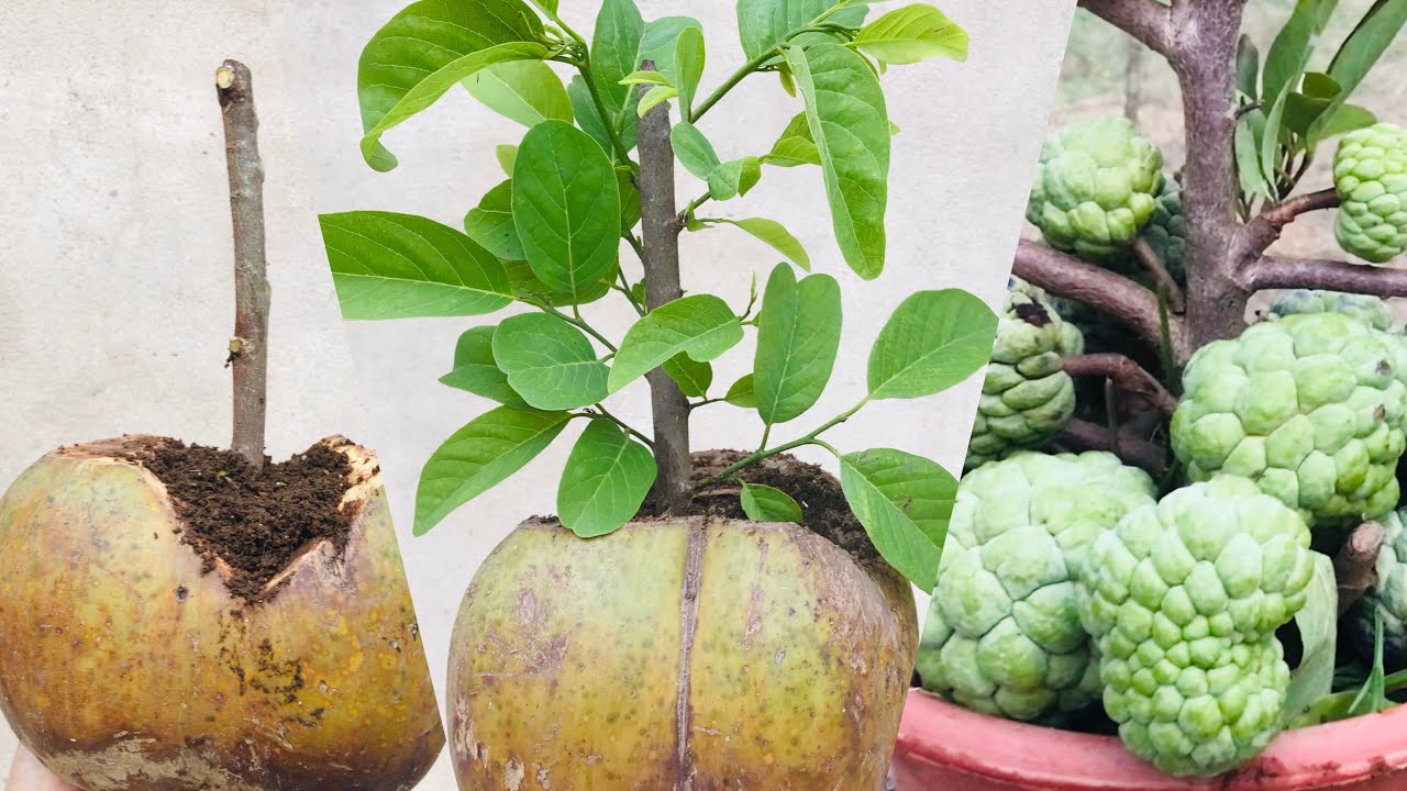 How to propagate Sweetsop (sugar apple) from cutting in coconut fruit successful