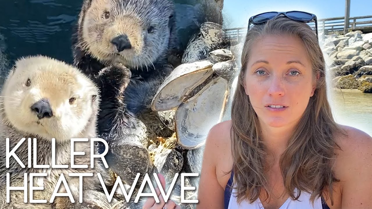 The Unknown Impact of Heatwaves on Sea Otters