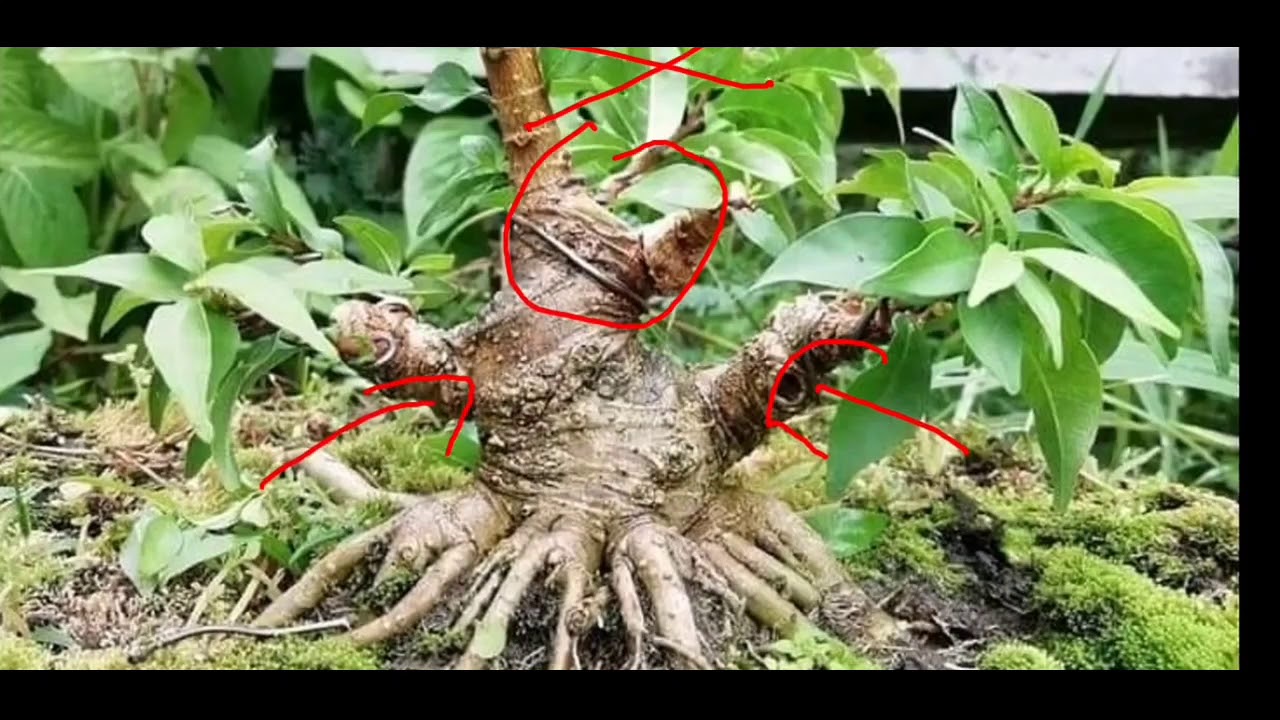Tahap-tahap Membuat bonsai dari nol sampai jadi