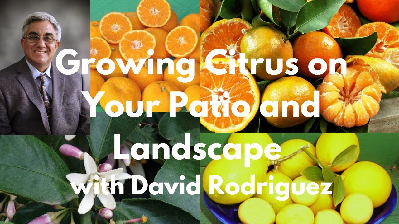 Growing Citrus On Your Patio and Landscape with David Rodriguez