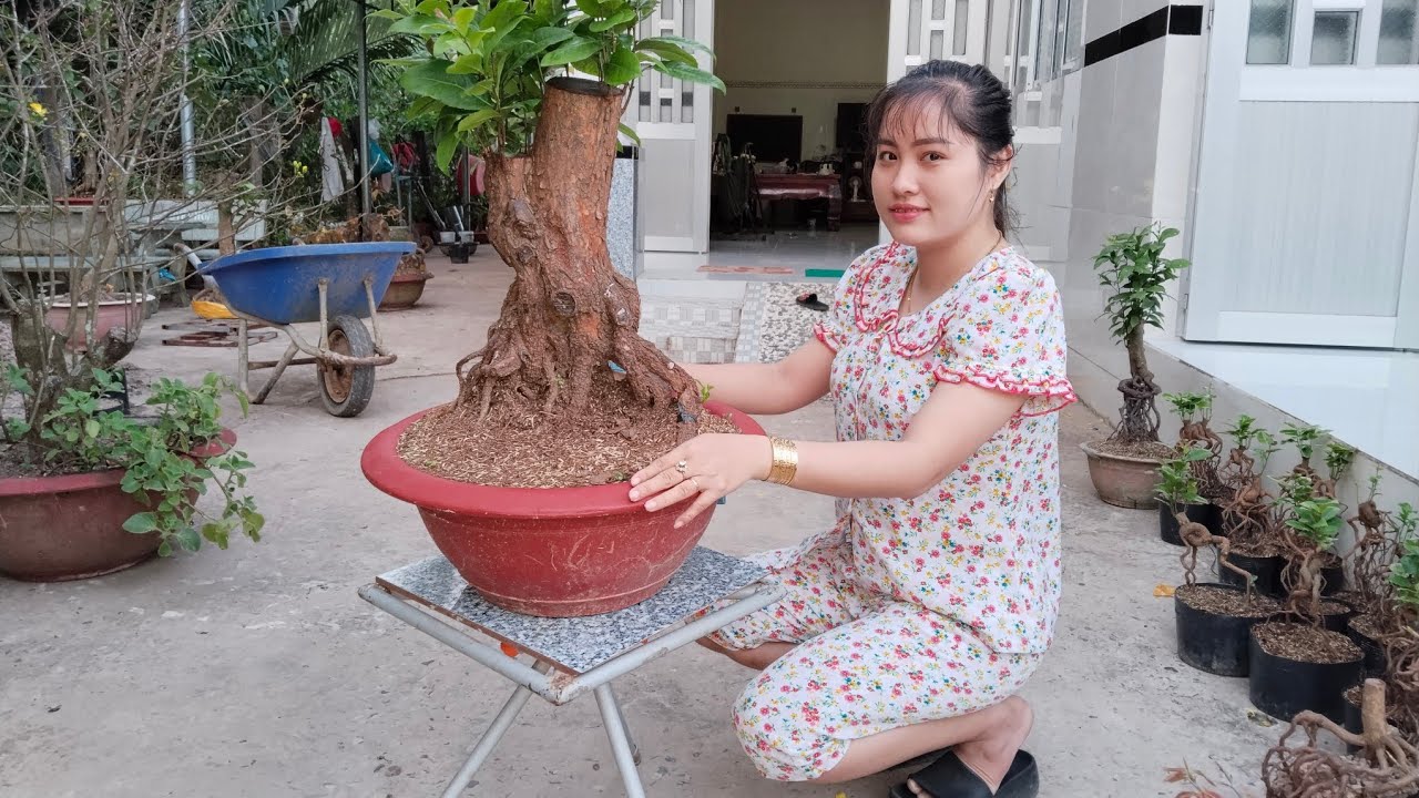 Phôi Tứ quý, tứ quý ghép bình lợi ngày 18/2☎️ Zalo 0368230127 gặp Thảo.