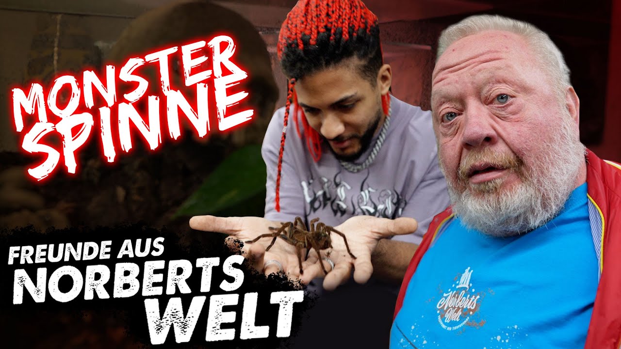 CODADREA GEGEN GOLIATH | FREUNDE AUS NORBERTS WELT | Zoo Zajac