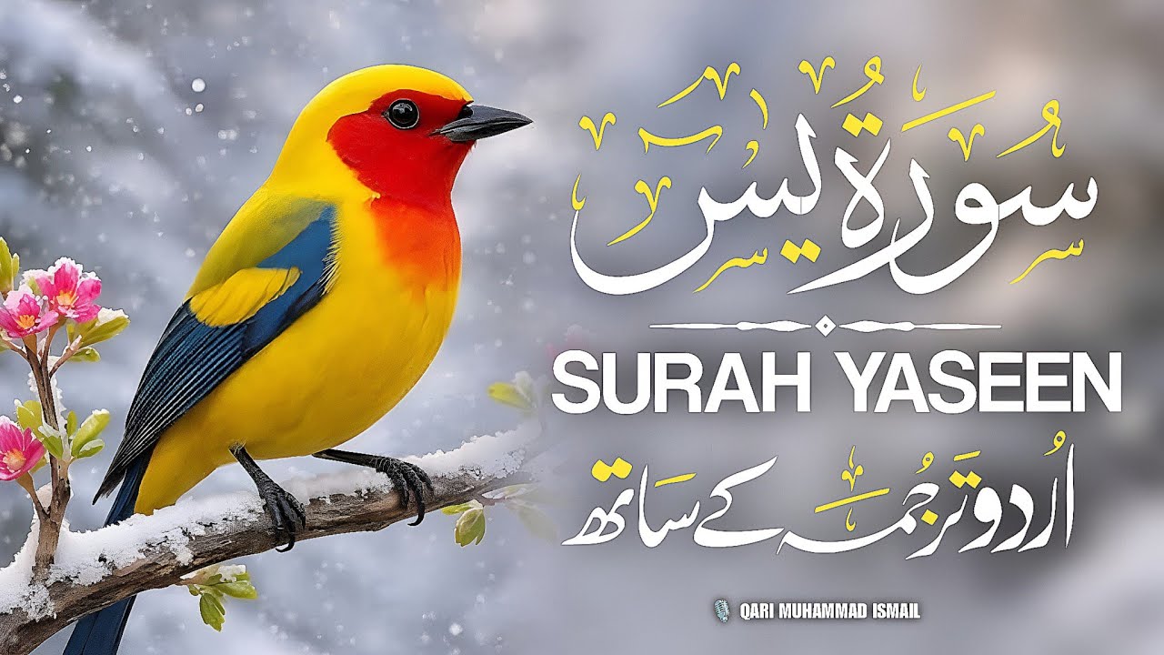 Surah Yaseen With Urdu Translation By Qari Mansoor Ghaznawi I Urdu And Hindi Tarjuma