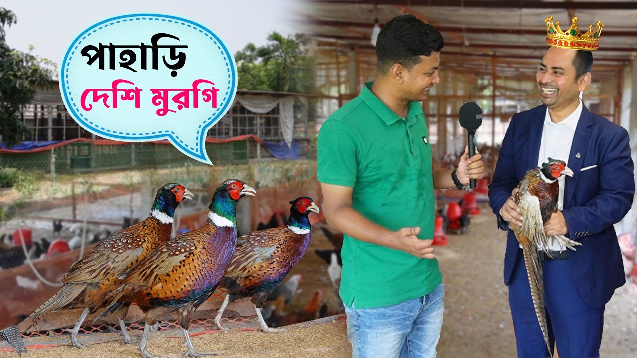 বিদেশি পাহাড়ি মুরগির রঙের চোখ ঝাপসা !! চায়না দেশি মুরগির খামার | China chicken || কৃষি ঘর
