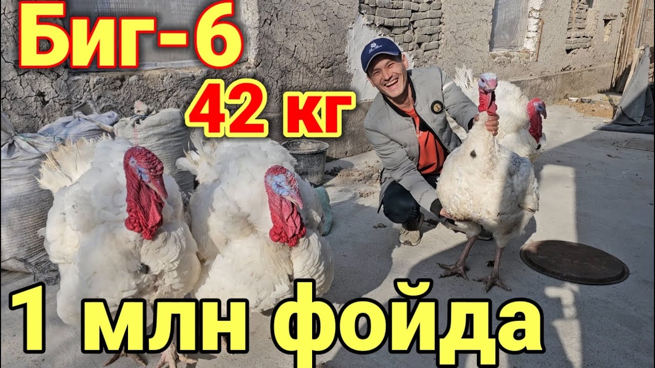 Биг-6 Индюк жужалари сотилади эплаганга Яхши бизнес