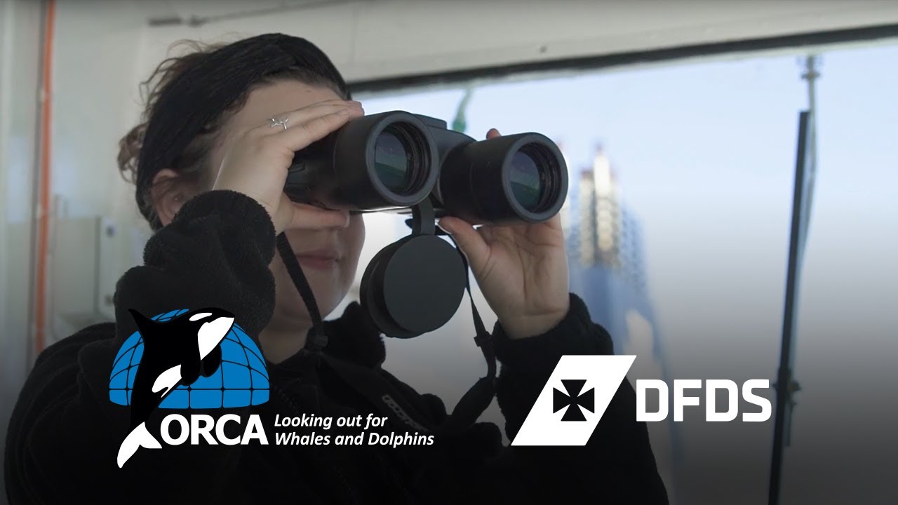 Forschung und Aufkl&auml;rung f&uuml;r den Meeresschutz | DFDS & ORCA