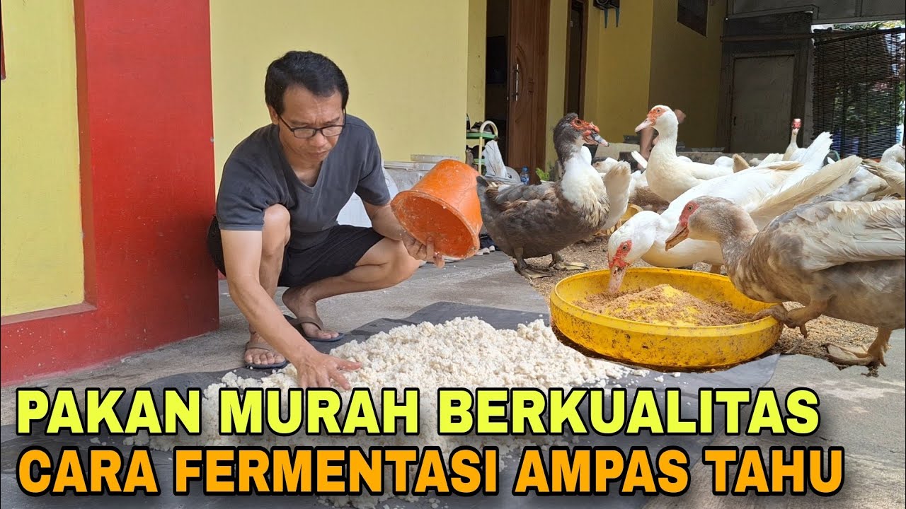 CARA FERMENTASI AMPAS TAHU || PAKAN MURAH DENGAN AMPAS TAHU