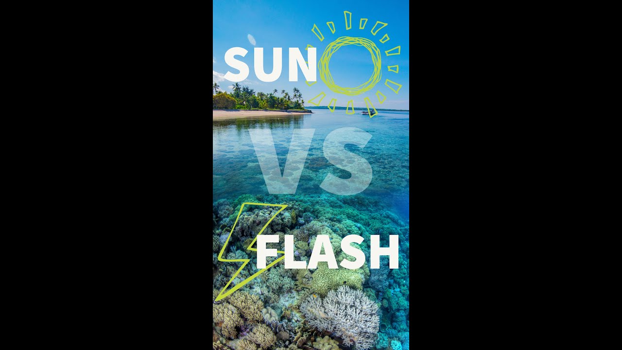 Sunlight vs. Strobes // Underwater Photography in 60 Seconds #Shorts
