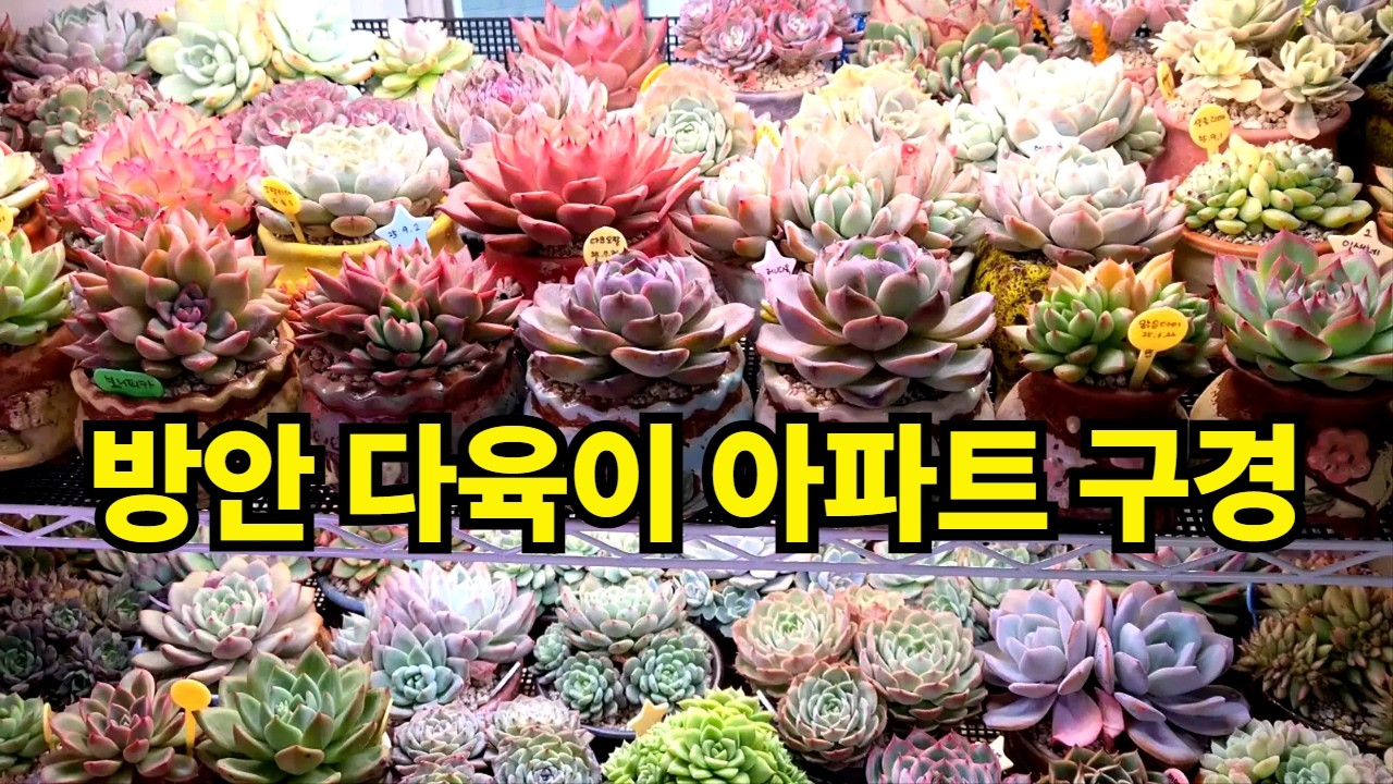여기서 살 사람? 다육이로 꽉 찬 나만의 방안 근황 공개 (26.1.13) (多肉植物) (たにくしょくぶつ) Korean Succulent
