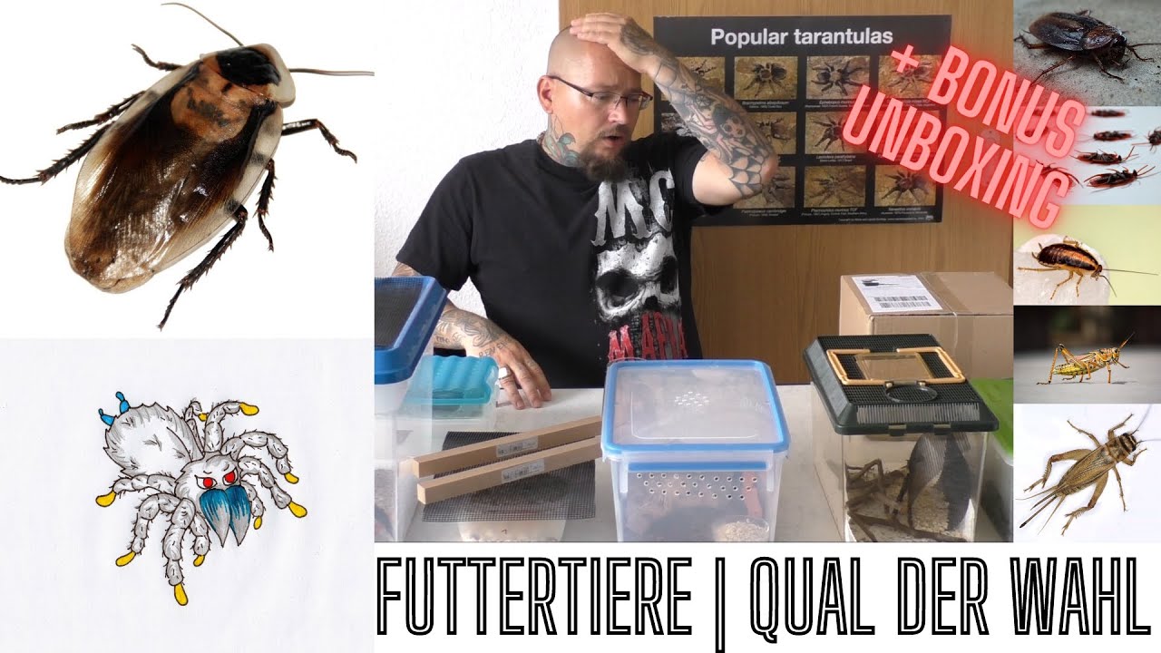 Futtertiere für Vogelspinnen - welche benutze ich? UNBOXING Bonus | Teil 1