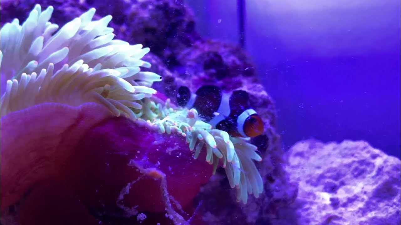 The Relationship | baby Ocellaris Clownfish Pair and Green Bubble Tip Anemone - A1A Adventures